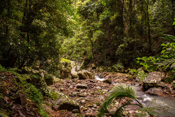 Rainforest nature views in Springbrook National Park in Queensland, Australia. 
