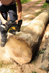 Sawing firewood with a chainsaw in the forest