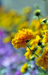 orange flower in the garden