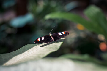 Butterfly perched on a leaf in a tropical garden