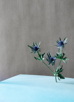 Striking Flower On Blue Background