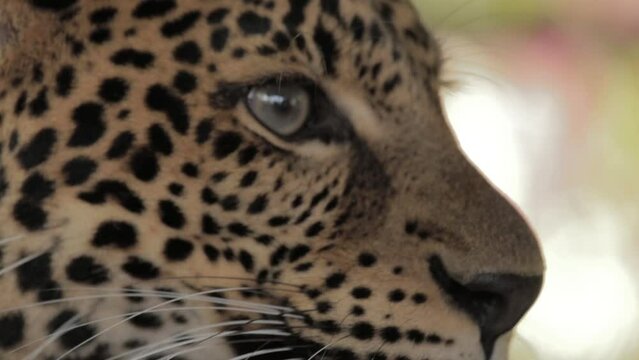 Endangered Macan Tutul Jawa Javan Leopard Panthera Carnivora in Java Indonesia