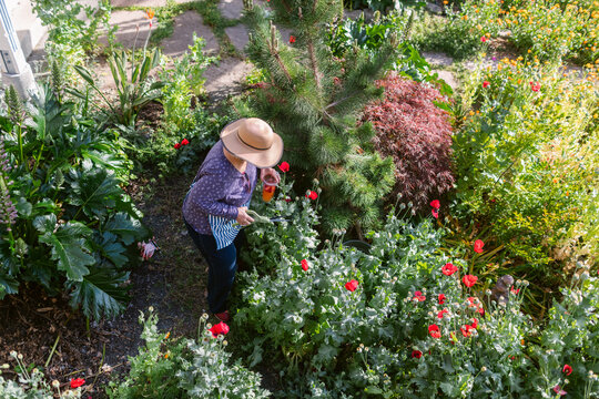 Mature woman in hat gardening top view