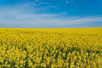 Obraz premium Field of yellow rapeseed plants.