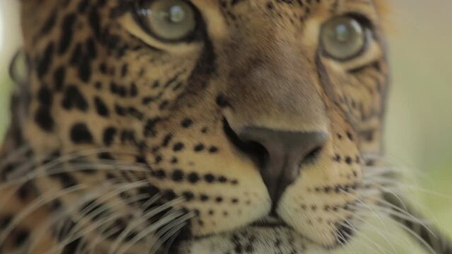 Endangered Macan Tutul Jawa Javan Leopard Panthera Carnivora in Java Indonesia