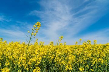 Field of yellow rapeseed plants.