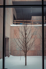 Tree in a small courtyard in winter