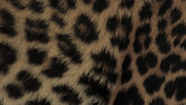 Endangered Macan Tutul Jawa Javan Leopard Panthera Carnivora in Java Indonesia