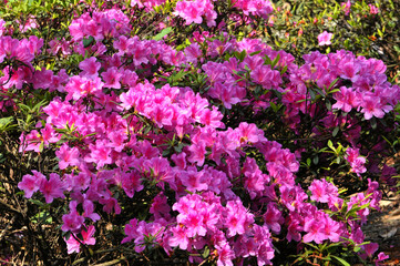 beautiful pink flowers in spring