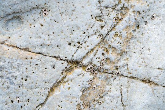 Marine Abstract Stone Texture