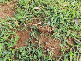 Colony of ants. Ants are making their home and Digging the soil from inside is bringing it out. Anthill of Ants in ground.
Colony of Ant work together to make their nest deep inside the field. 