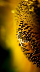 close up of a flower in closeup
