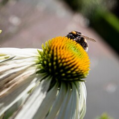 bee on flower