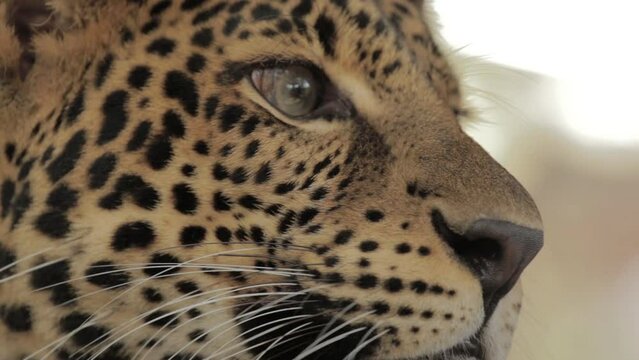 Endangered Macan Tutul Jawa Javan Leopard Panthera Carnivora in Java Indonesia