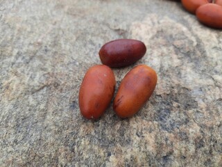 Phoenix dactylifera fruit. Its other names  date or date palm, It is a flowering plant species in the palm family, Arecaceae. cultivated for its edible sweet fruit called dates.
