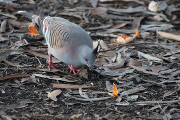 Obraz premium Crested Pigeon (Ocyphaps lophotes), Noosaville, Sunshine Coast, Queensland, Australia.