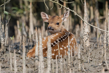 Baby Deer in Mangrove forest  