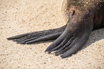 Webbed feet with nails close-up of sea lion in the Galapagos