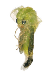 Green Lacewing (Neuroptera: Chrysopidae). Development stage - pupa. Isolated on a white background