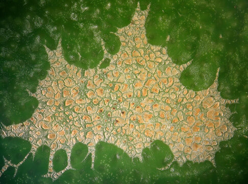 Scar tissue on the orange peel as a result of the damage of thrips