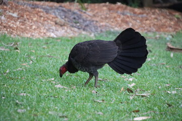 Australian Brush-turkey (Alectura lathami), Noosa National Park, Sunshine Coast, Queensland, Australia.