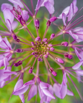 cleome from above
