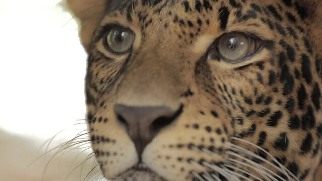 Endangered Macan Tutul Jawa Javan Leopard Panthera Carnivora in Java Indonesia