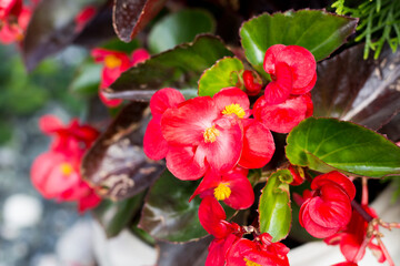 Pink flowers in a pot in the garden