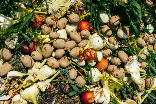 Rotting Compost Pile Of Vegetables