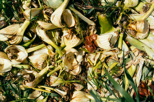 Rotten fennel