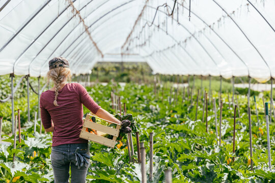 Farmer walking in a zucchini greenhouse