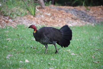 Australian Brush-turkey (Alectura lathami), Noosa National Park, Sunshine Coast, Queensland, Australia.