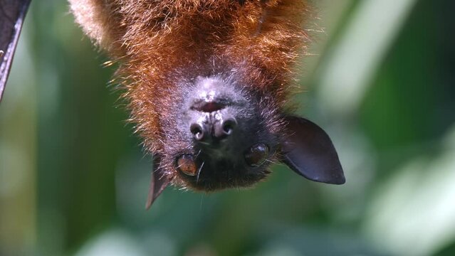 Large Flying Fox Hanging Upside Down While Eating Fruits Then Spit It Out. - close up, slow mot