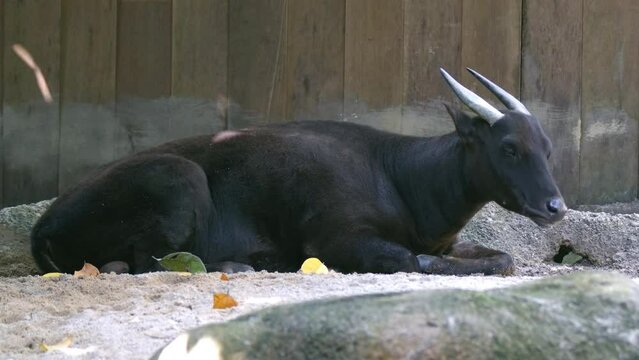Full Body Side View Of An Endangered Lowland Anoa Lying On The Ground. -static