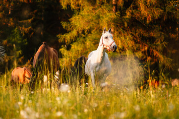 Brown horses standing in high grass in sunset light in forest backround. chestnut horse runs gallop...