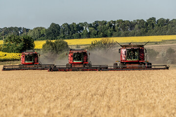 Obraz premium Three combines drive across the field one by one and harvest the wheat. Cultivation of grain crops. The concept of food security in the world