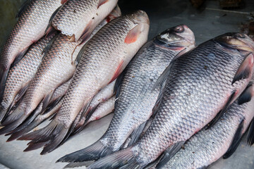 In India Local Fish Market in Darjeeling where many varieties of fishes are kept for sale.