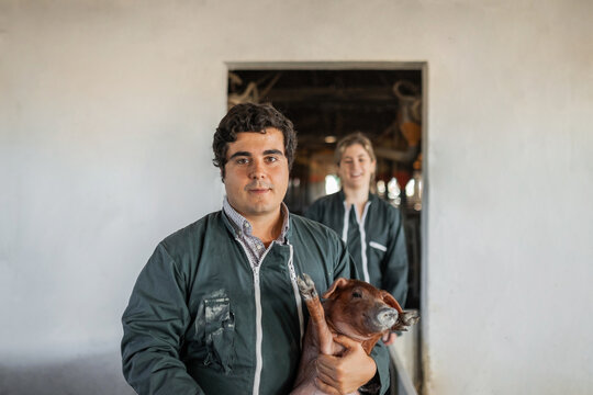 young cattle workers in the stables of a farm