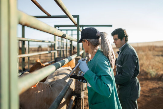 veterinary woman checking some cows in a ranch