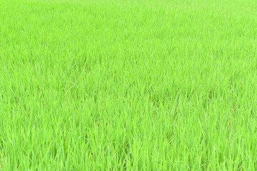 田んぼ　緑色の葉 