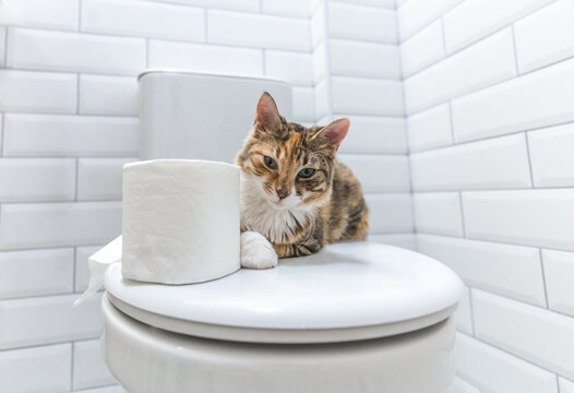 Cat on a Toilet Seat looking Down