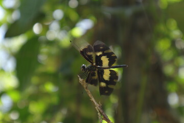 A Common Picture Wing dragonfly sits on a tip of a dry stem top at the direct sunlight with lifted wigs