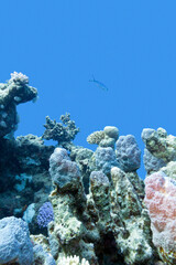 Colorful coral reef with hard coral at the bottom of tropical sea on blue water background