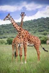Gordijnen Nubian giraffes © art_zzz