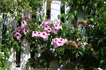 Plants and flowers grow along the high fence.