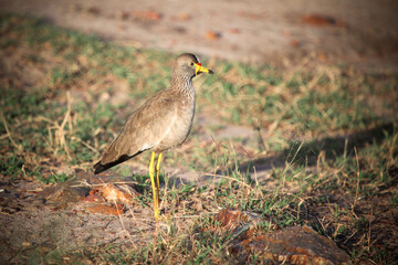 Senegal wattled plover