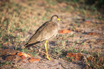 African wattled lapwing