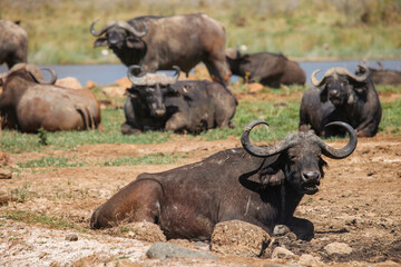 Obraz premium African buffaloes