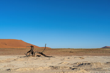 A dead tree in or around the famous Deadvlei. 
Tree in foreground with orange/red dune and blue sky in background, plenty of copy space.