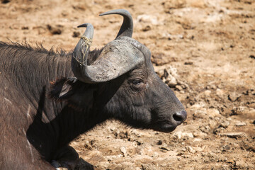 Obraz premium Cape buffalo